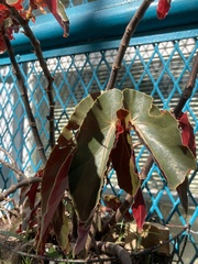 Begonia coccinea