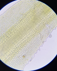 Flexitrichum gracile