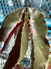 Begonia coccinea