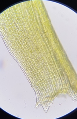 Flexitrichum gracile