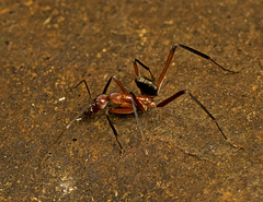 Leptomyrmex tibialis