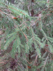 Picea abies