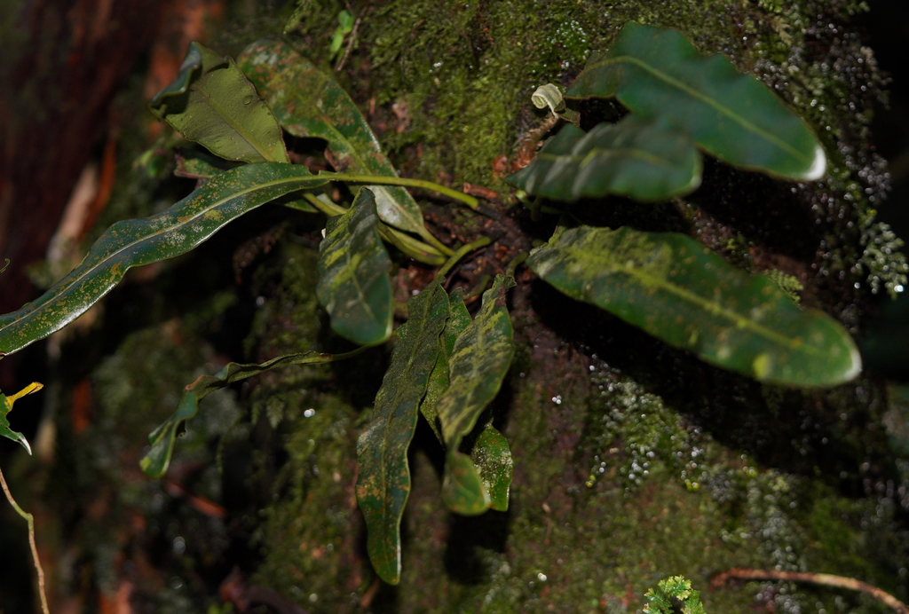 Elaphoglossum luzonicum