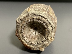 Corymbia ptychocarpa
