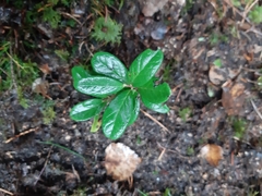 Vaccinium vitis-idaea