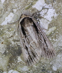 Sympistis badistriga