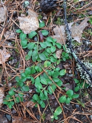 Veronica officinalis