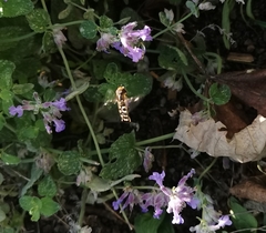 Syrphidae