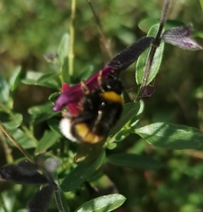 Bombus
