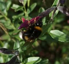 Bombus