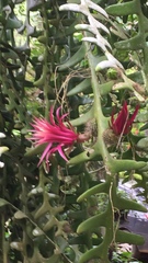 Selenicereus anthonyanus