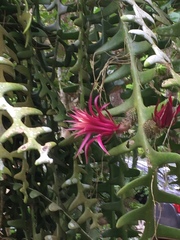 Selenicereus anthonyanus