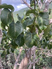 Pisonia subcordata