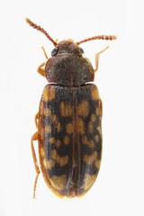 Mycetophagus multipunctatus