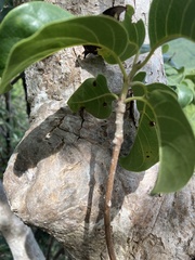 Pisonia subcordata
