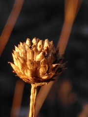 Cephalaria leucantha