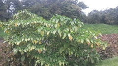 Brugmansia sanguinea