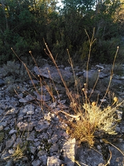 Cephalaria leucantha