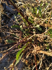 Cephalaria leucantha