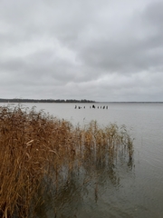 Phragmites australis