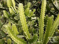 Euphorbia antiquorum