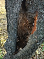 Mycetophagus multipunctatus