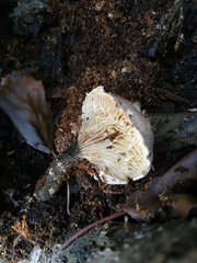 Mycetophagus multipunctatus