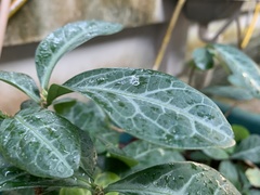 Breynia spatulifolia