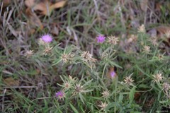 Centaurea × pouzinii