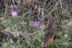 Centaurea × pouzinii