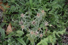 Centaurea × pouzinii