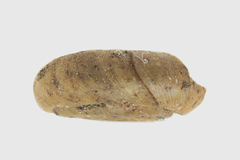Bathyomphalus contortus