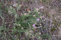 Centaurea × pouzinii