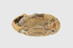 Bathyomphalus contortus