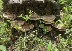 Physisporinus lineatus