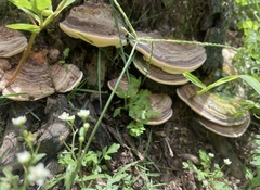 Physisporinus lineatus