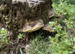 Physisporinus lineatus