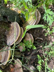 Physisporinus lineatus