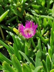 Carpobrotus deliciosus