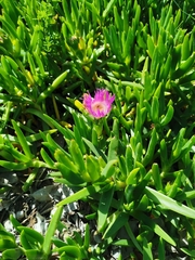 Carpobrotus deliciosus