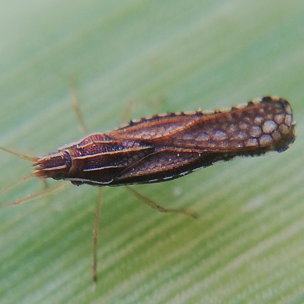 Abdastartus