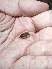 Oniscus asellus