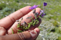 Jamesbrittenia microphylla