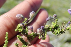 Jamesbrittenia microphylla