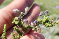 Jamesbrittenia microphylla