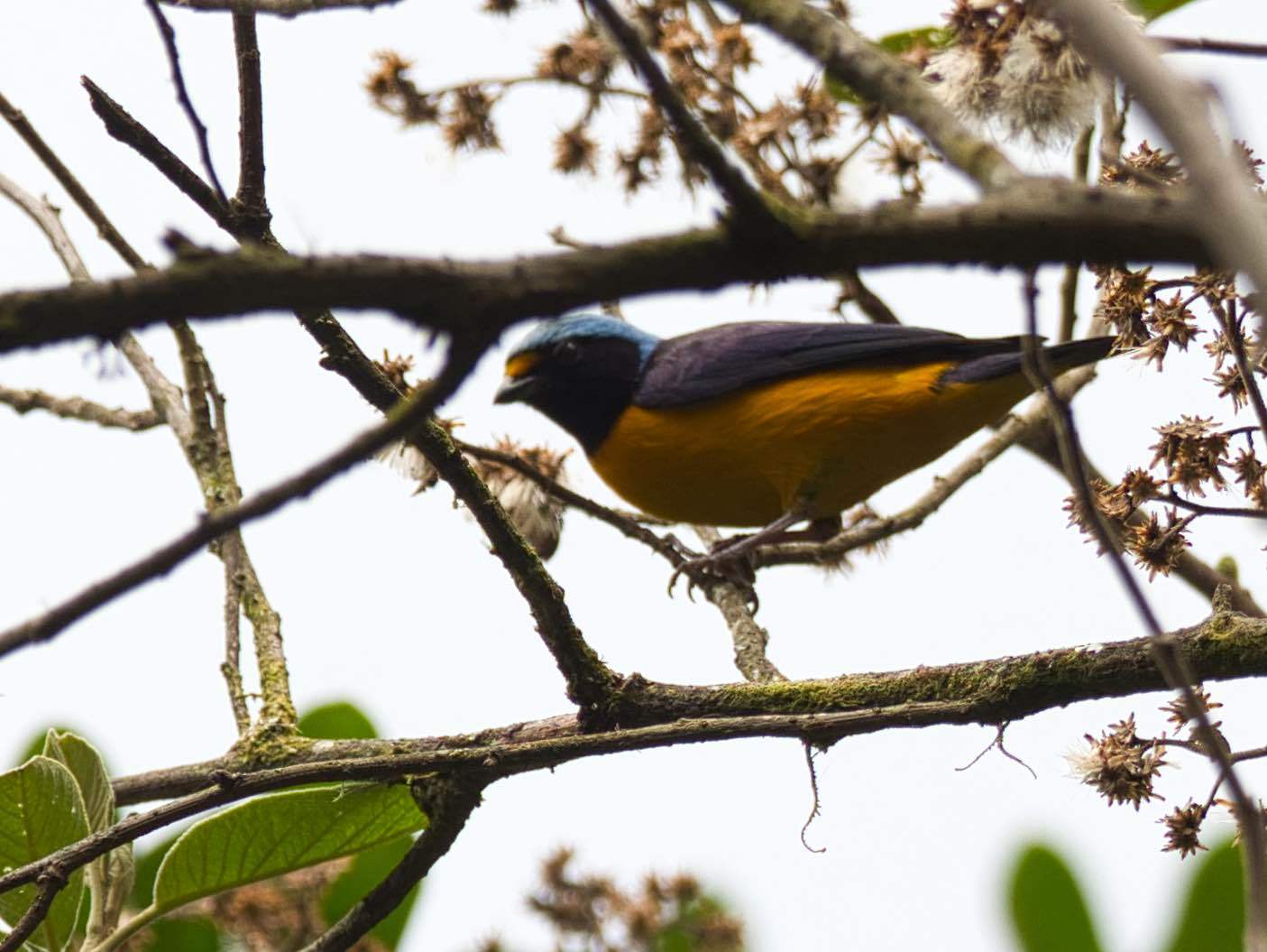 Euphonia cyanocephala image