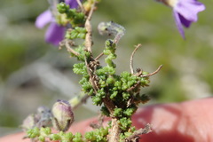 Jamesbrittenia microphylla