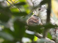 Silvicultrix jelskii