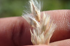 Melica racemosa