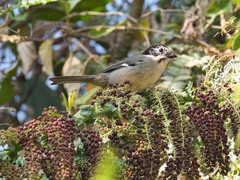 Atlapetes leucopterus